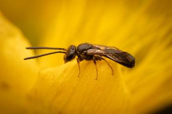 Bronze furrow bee | Bronze furrow bee