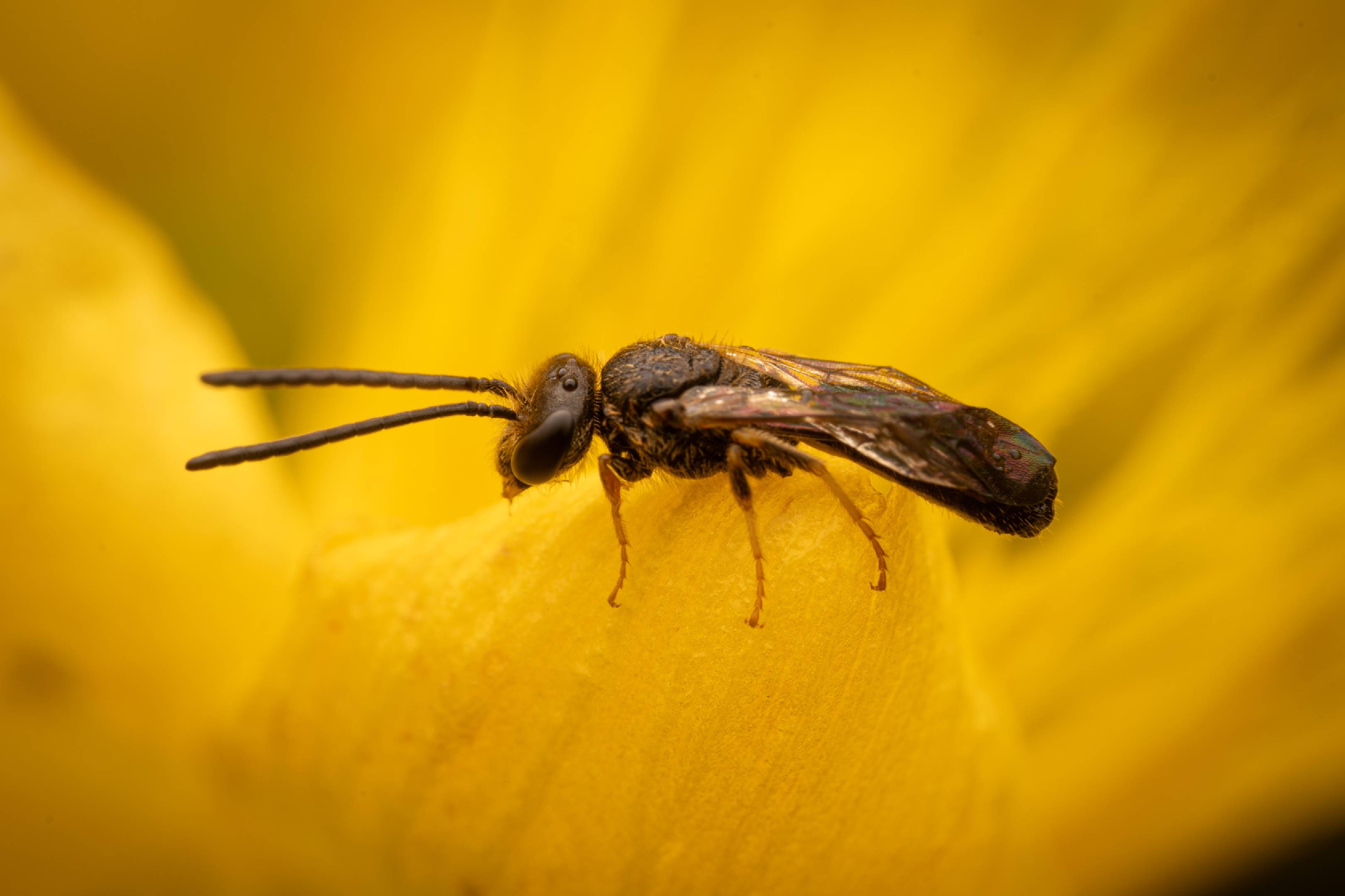 Bronze furrow bee