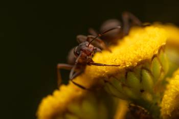 Wood, Mound, and Field Ants