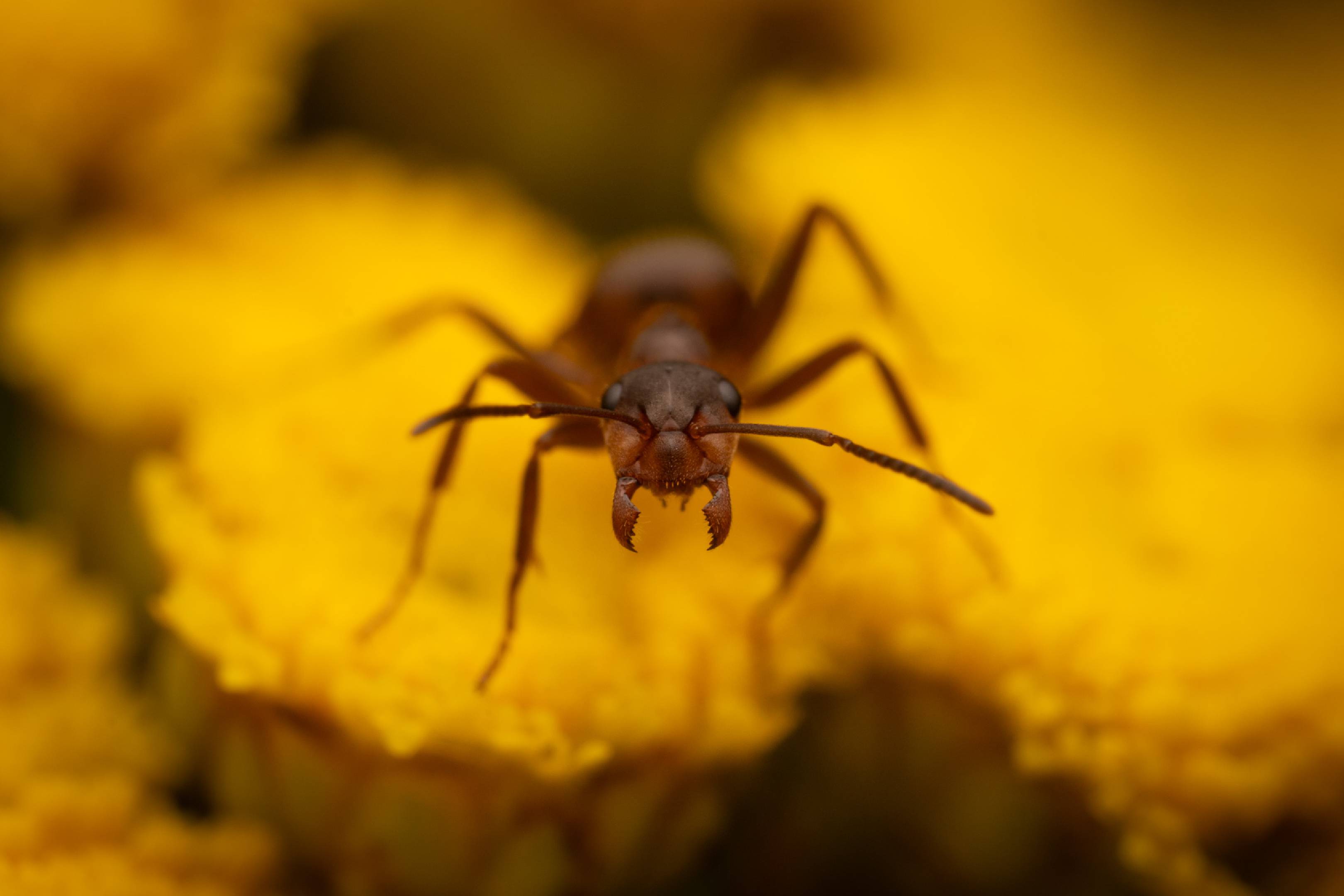 Wood, Mound, and Field Ants