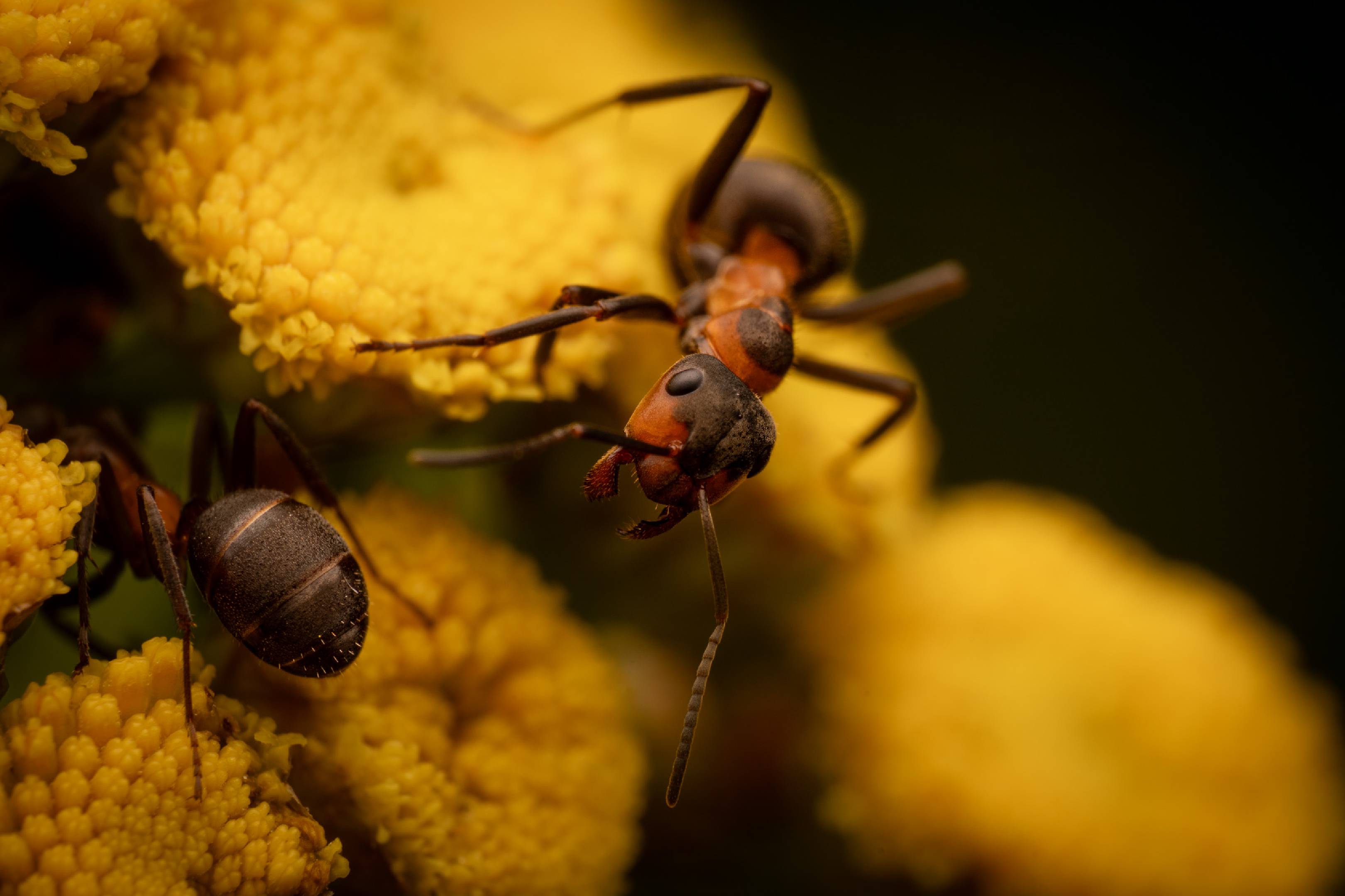 Wood, Mound, and Field Ants