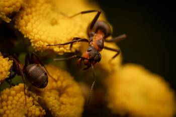 Wood, Mound, and Field Ants | Wood, Mound, and Field Ants