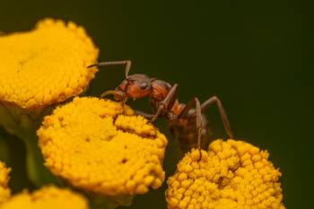 Wood, Mound, and Field Ants