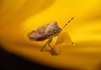Sloe Bug | Sloe Bug