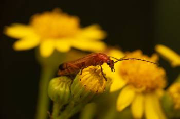 Common Red Soldier Beetle