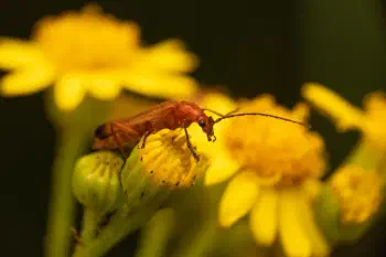 Common Red Soldier Beetle