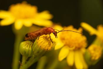 Common Red Soldier Beetle | Common Red Soldier Beetle