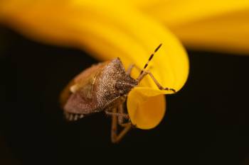 Sloe Bug | Sloe Bug