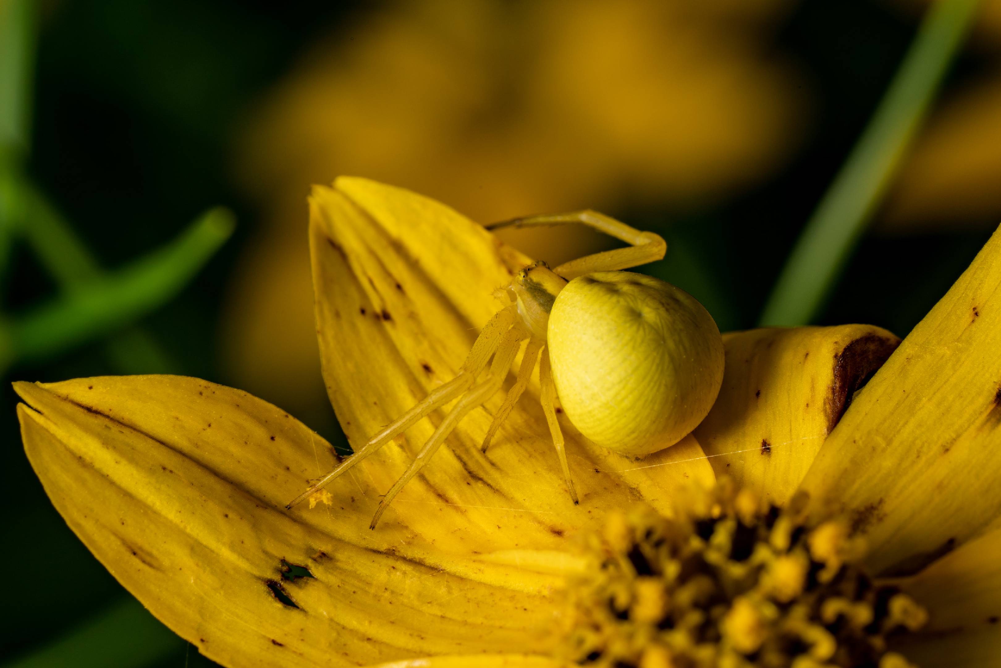 Goldenrod Crab Spider