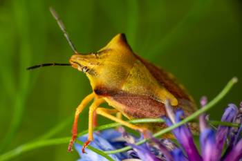 northern fruit bug