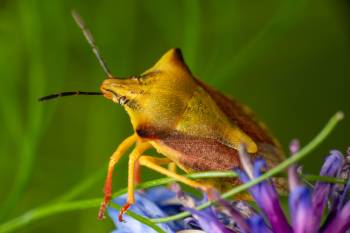 northern fruit bug | northern fruit bug