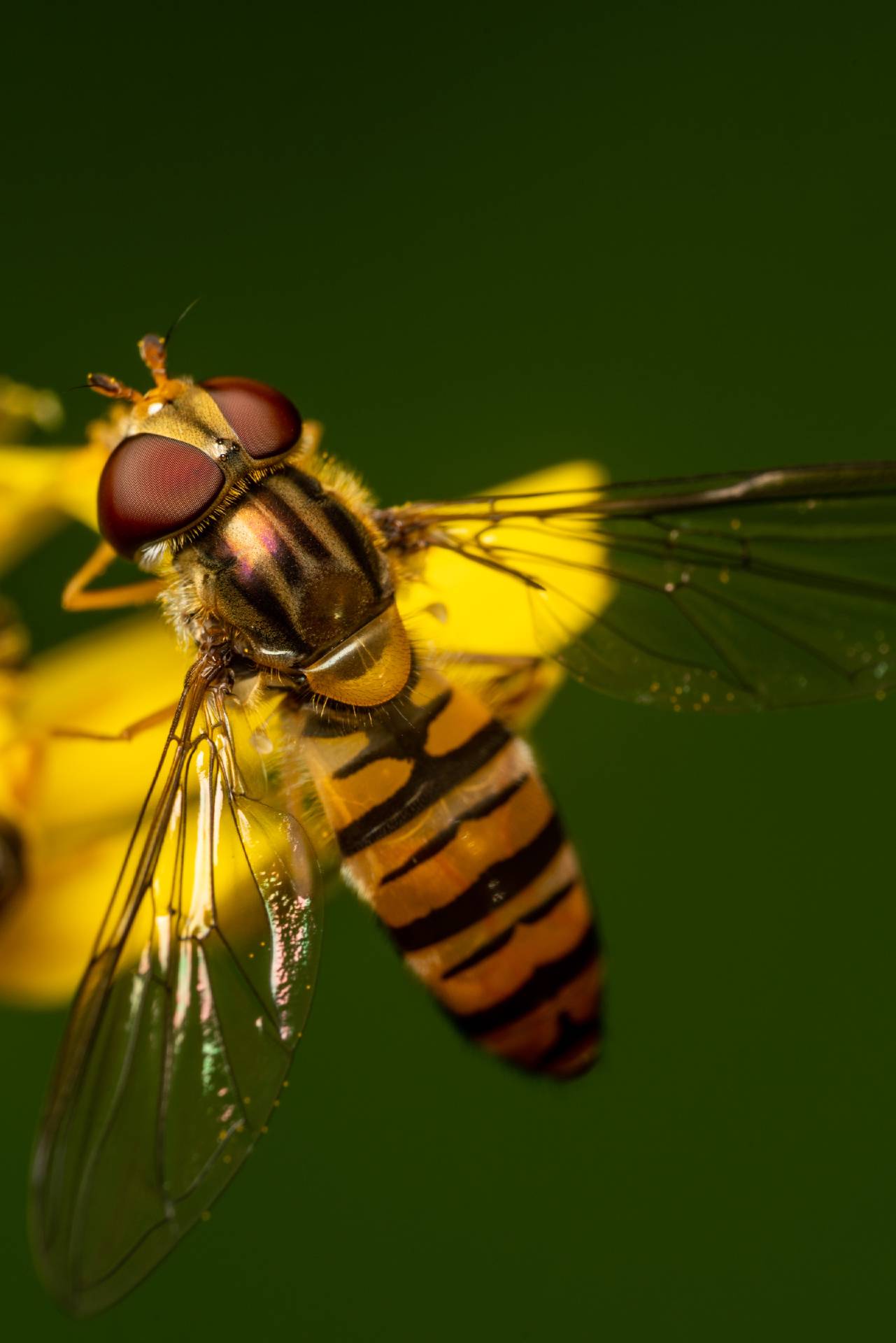 Marmalade Hover Fly | Marmalade Hover Fly