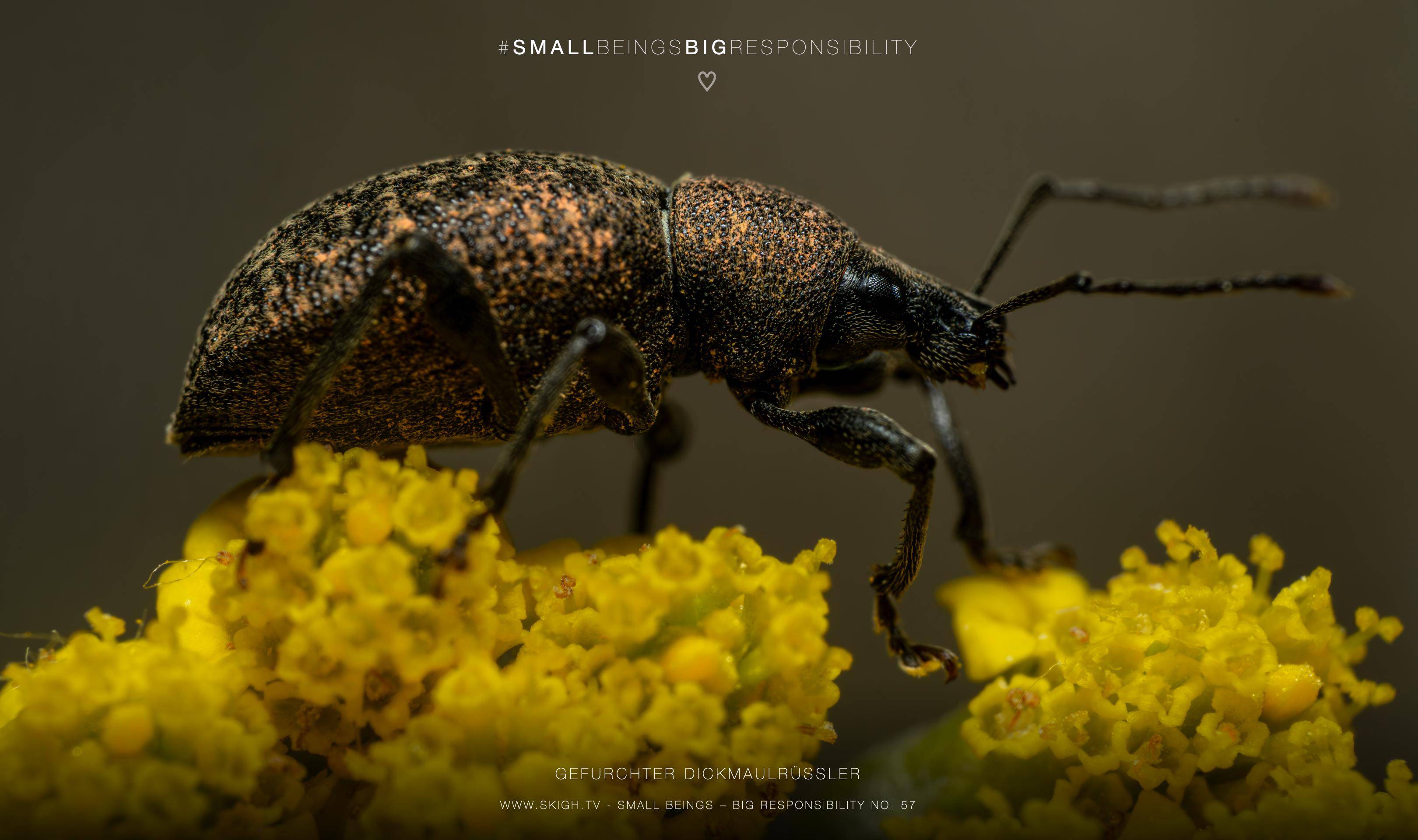 Gefurchter Dickmaulrüssler | 1/250s * f14 * ISO 400 * 90mm - FE 90mm F2.8 Macro G OSS - Sony α7R V Gefurchter Dickmaulrüssler