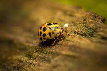 22-spot Ladybird | 22-spot Ladybird