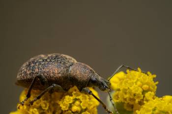 Black Vine Weevil | Black Vine Weevil