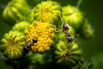 Brown Tree Ant | Brown Tree Ant