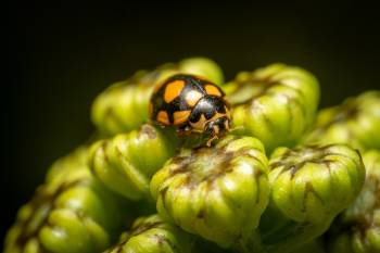 Coccinula quatuordecimpustulata | Coccinula quatuordecimpustulata