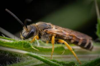 Sweat Bees | Sweat Bees