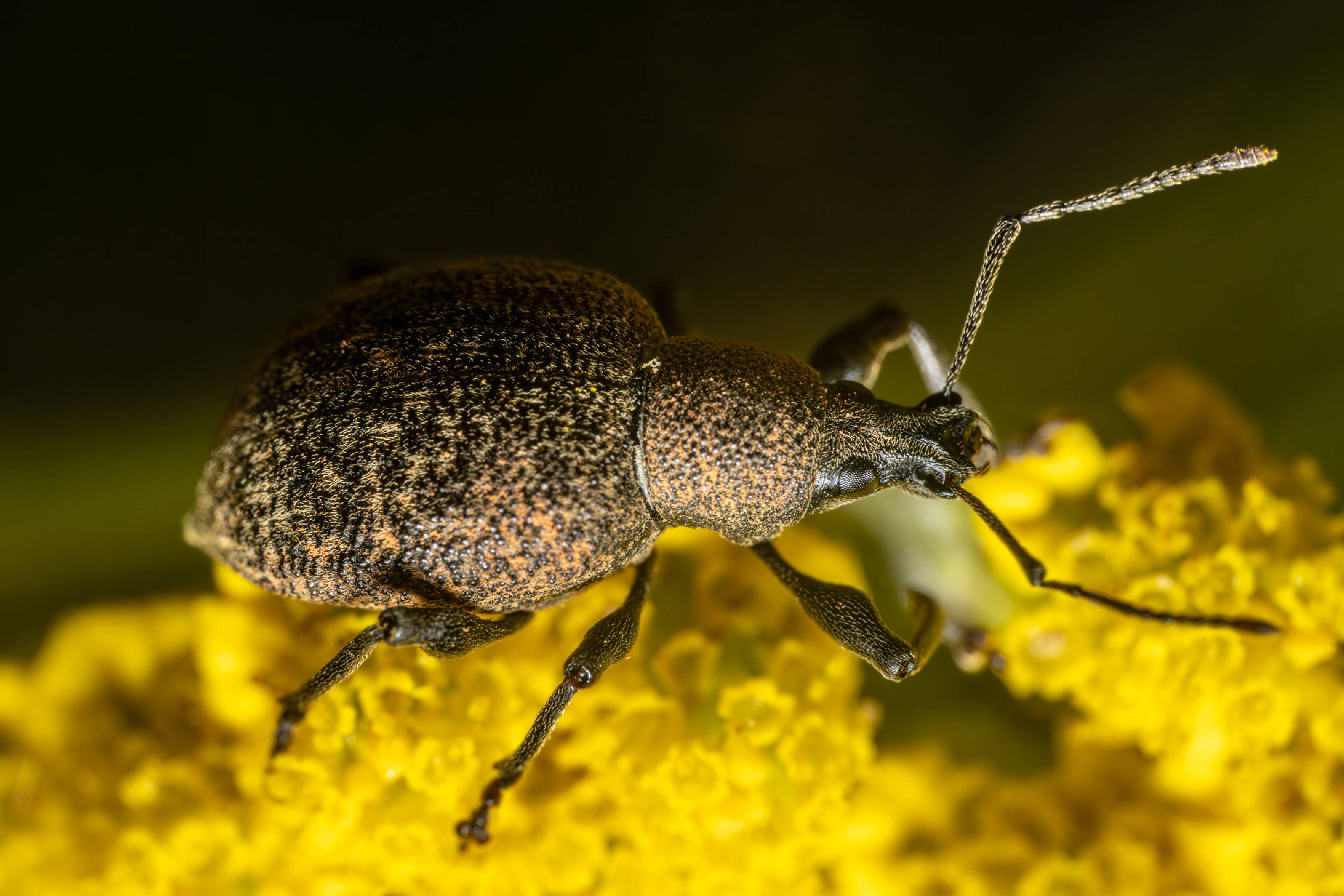 Black Vine Weevil | Black Vine Weevil