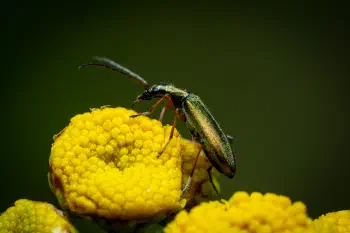 Oedemera virescens