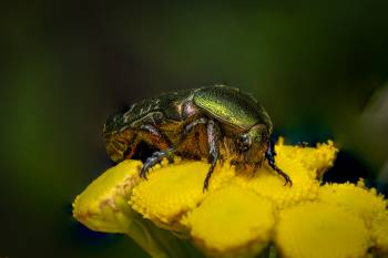 European Rose Chafer | European Rose Chafer