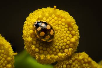 Coccinula quatuordecimpustulata | Coccinula quatuordecimpustulata