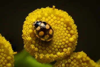 Coccinula quatuordecimpustulata