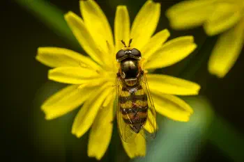 Marmalade Hover Fly