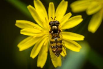 Marmalade Hover Fly