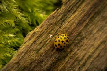 22-spot Ladybird | 22-spot Ladybird