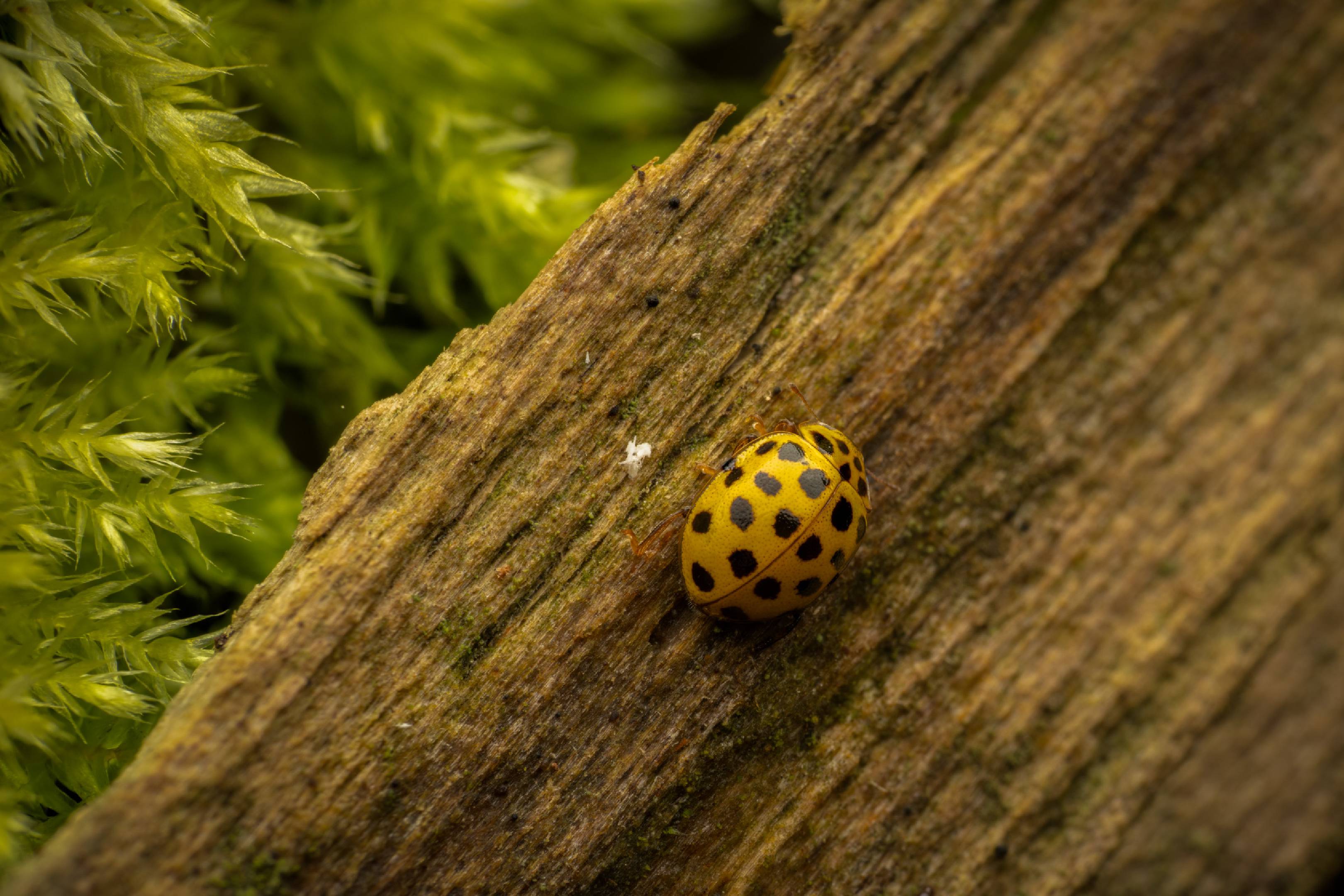 22-spot Ladybird | 22-spot Ladybird