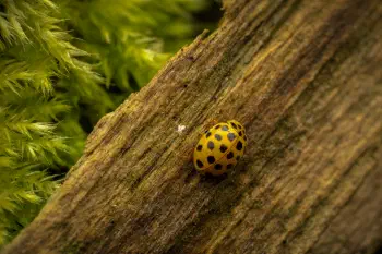 22-spot Ladybird