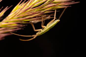 Megaloceroea recticornis