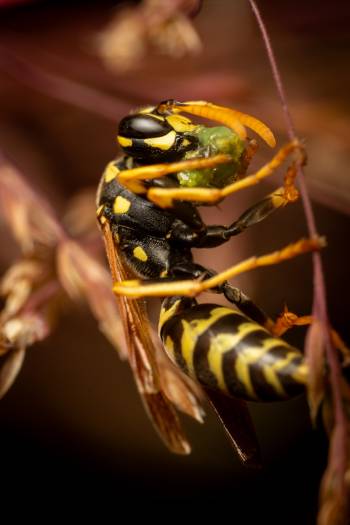 European Paper Wasp | European Paper Wasp