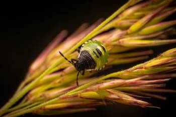 Green Shield Bug
