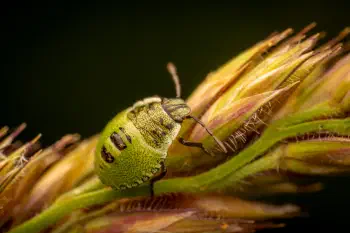 Green Shield Bug