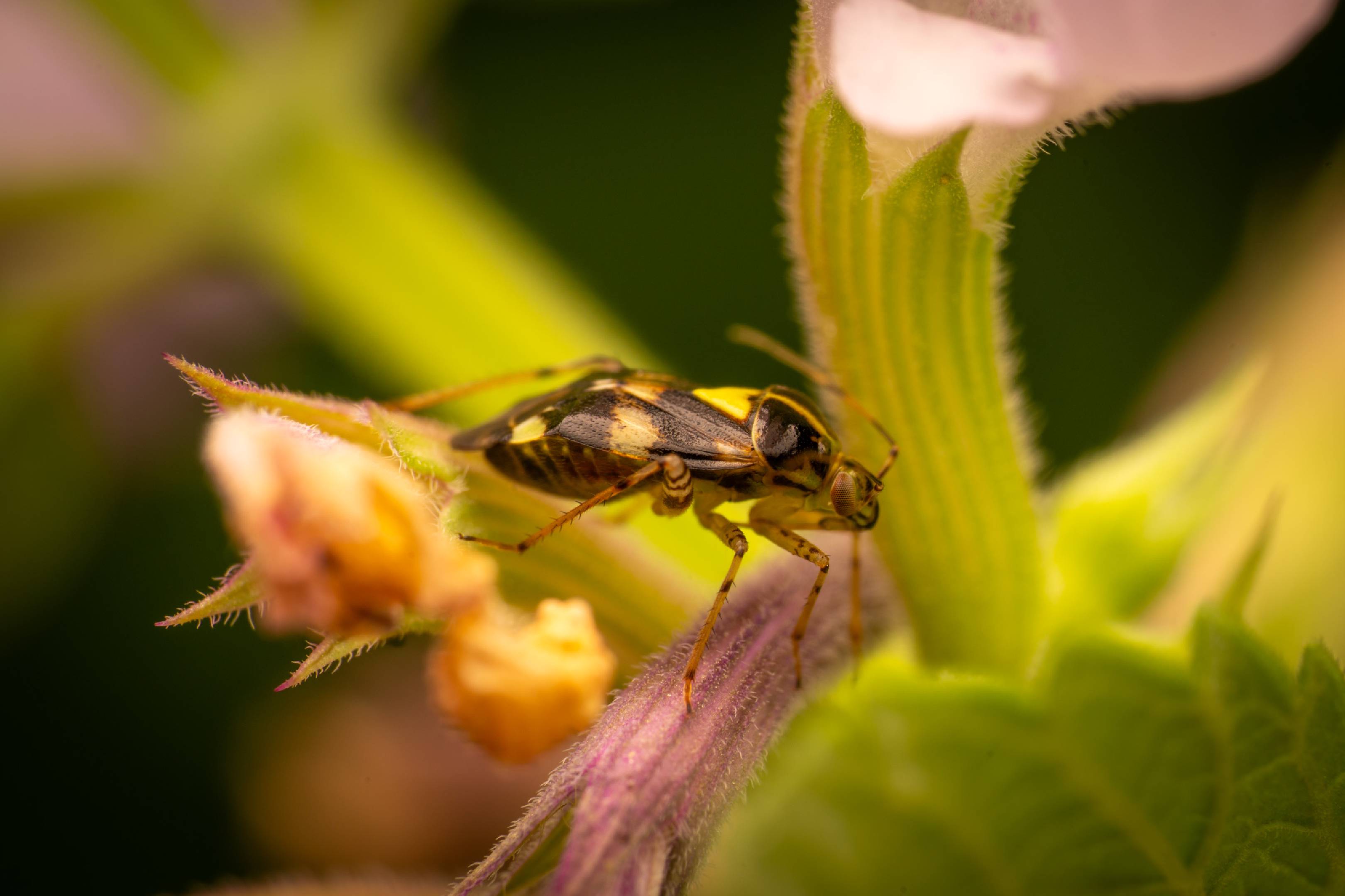 Three Spotted Nettle Bug