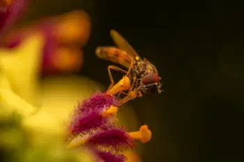Variable Duskyface Fly