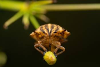 Sloe Bug | Sloe Bug