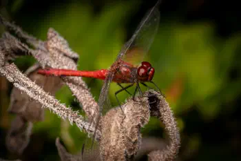 Ruddy Darter