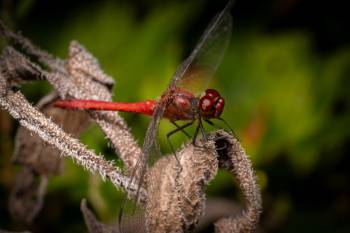Ruddy Darter | Ruddy Darter