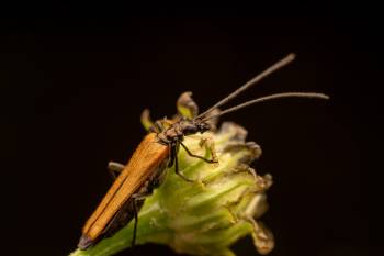 Oedemera femorata | Oedemera femorata