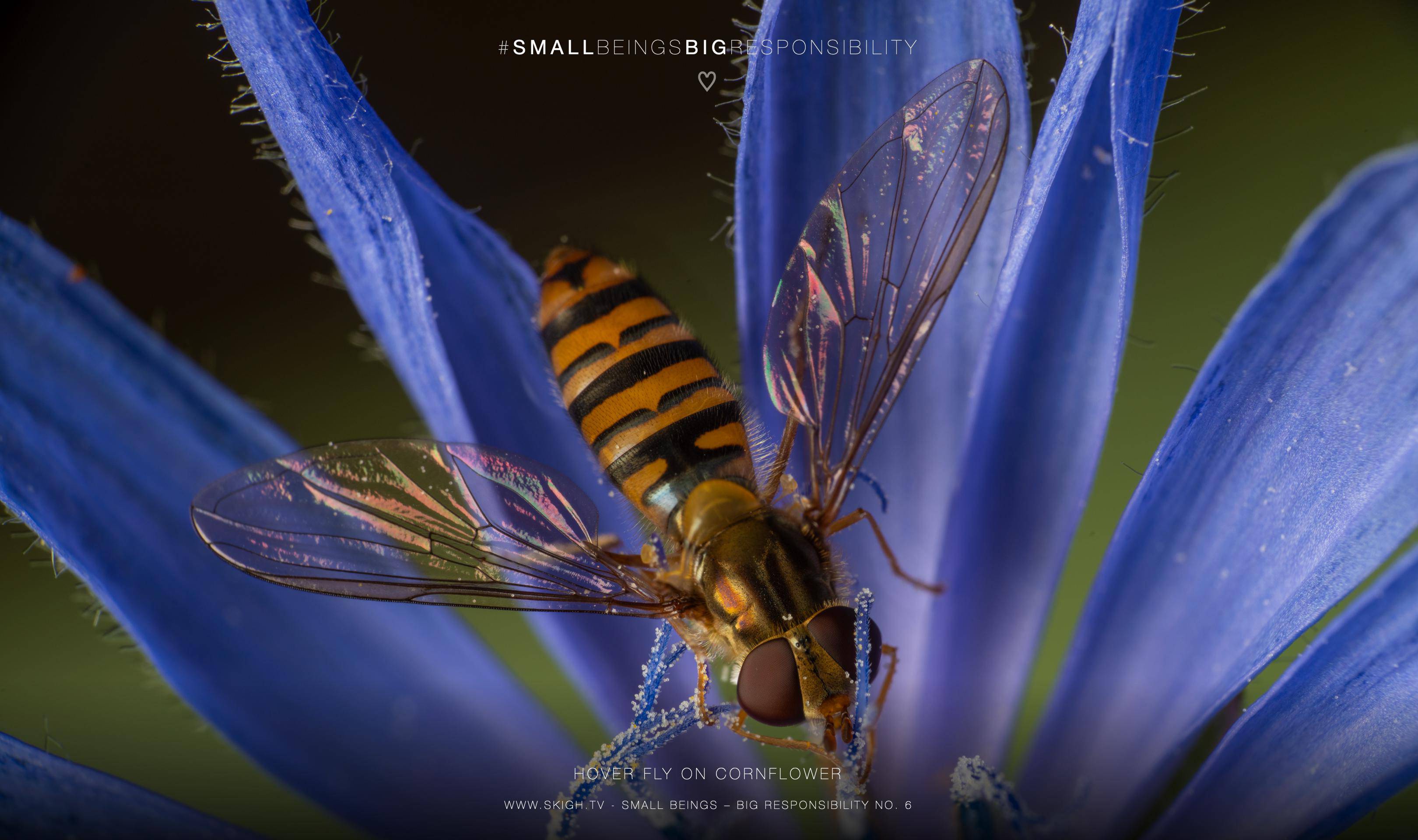 Hover fly on cornflower 