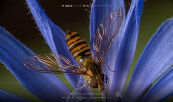 Hover fly on cornflower 