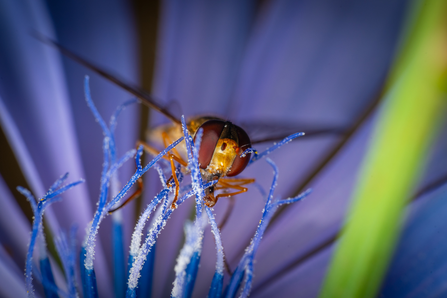 Hover fly on cornflower 