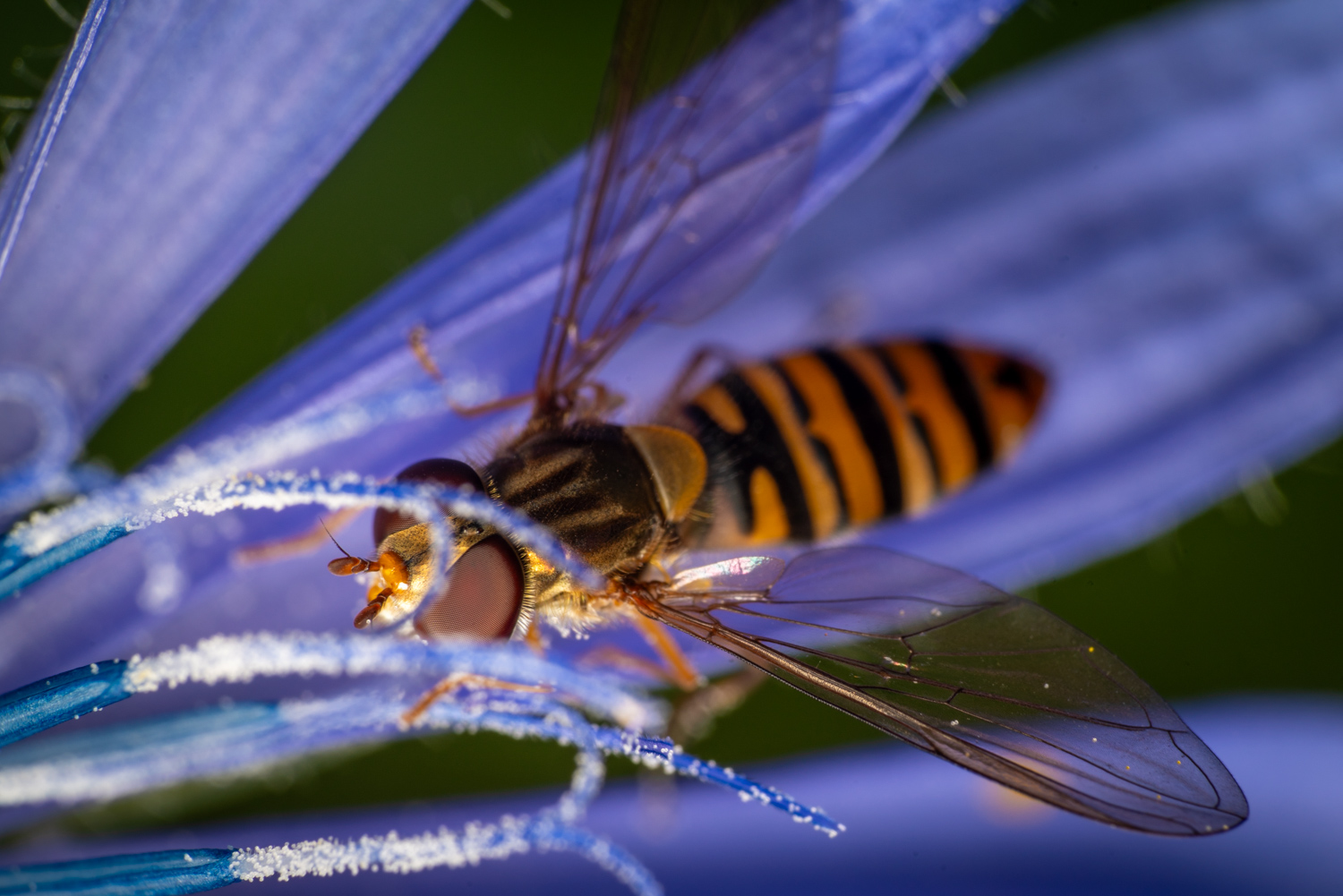 Hover fly on cornflower 