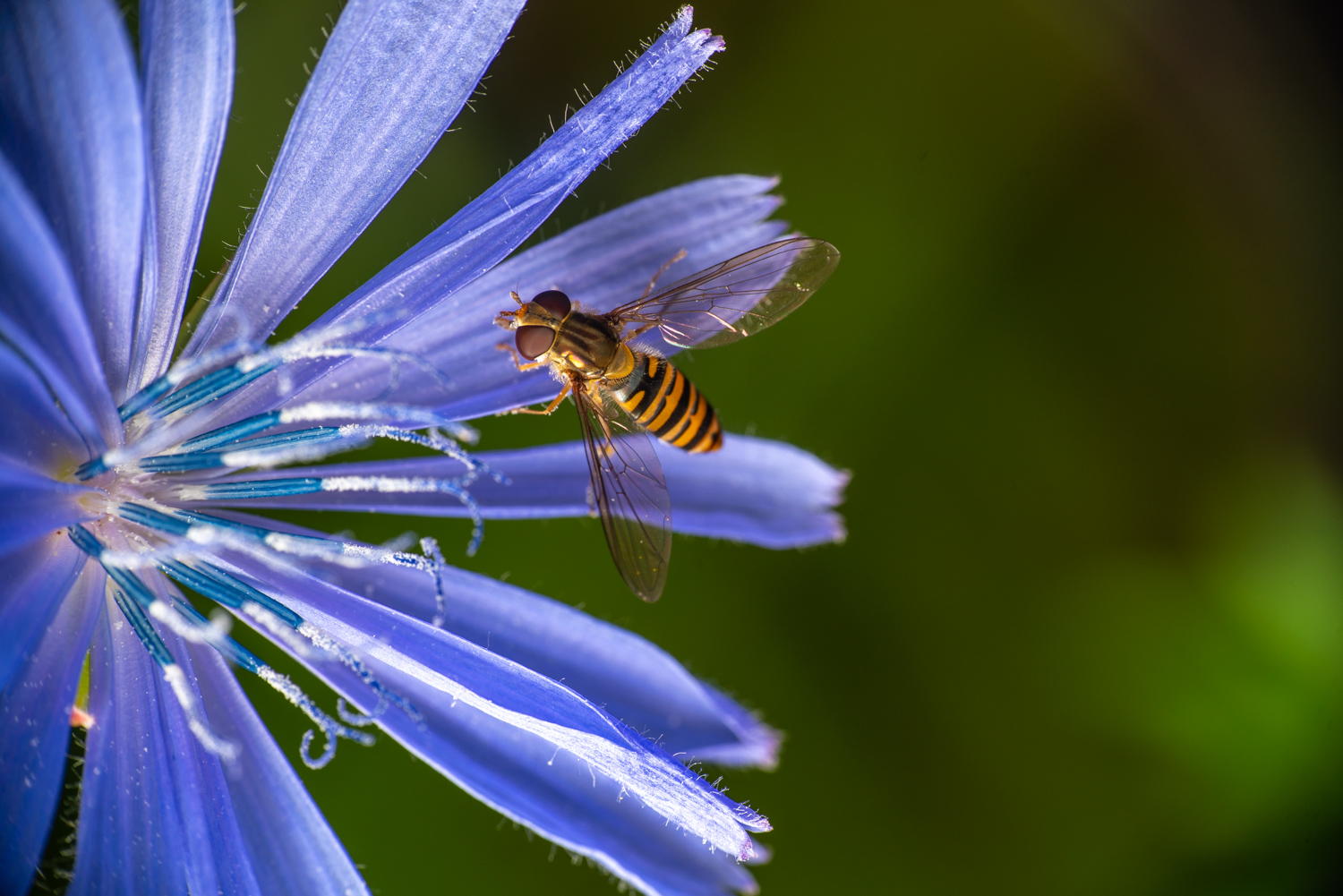 Hover fly on cornflower 