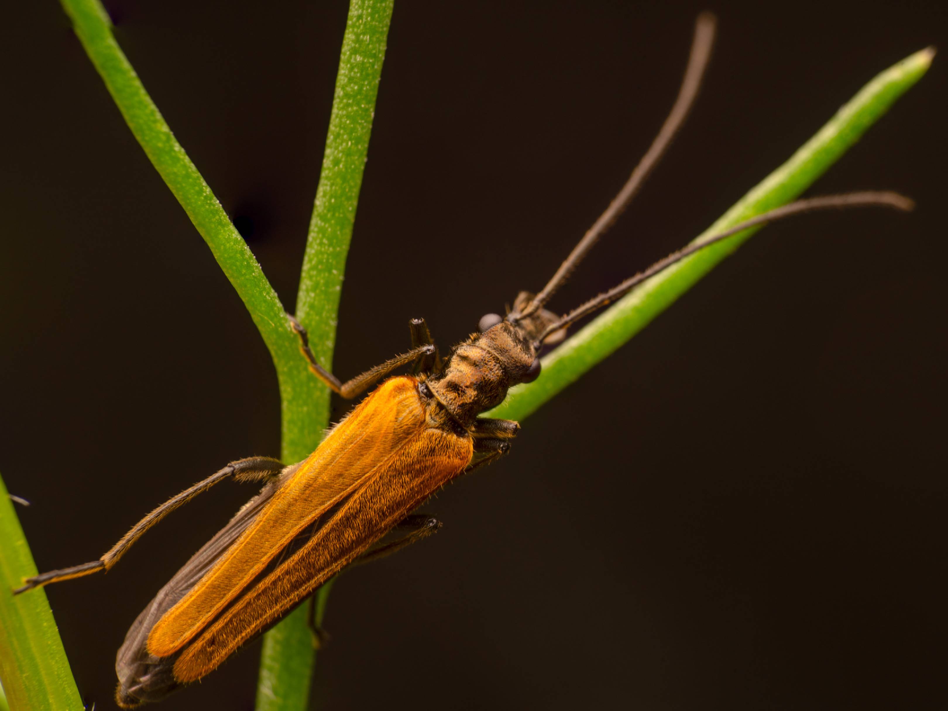 Oedemera femorata