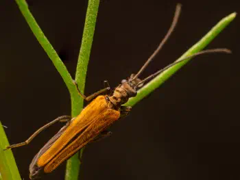 Oedemera femorata