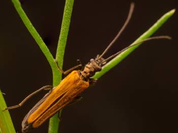 Oedemera femorata | Oedemera femorata